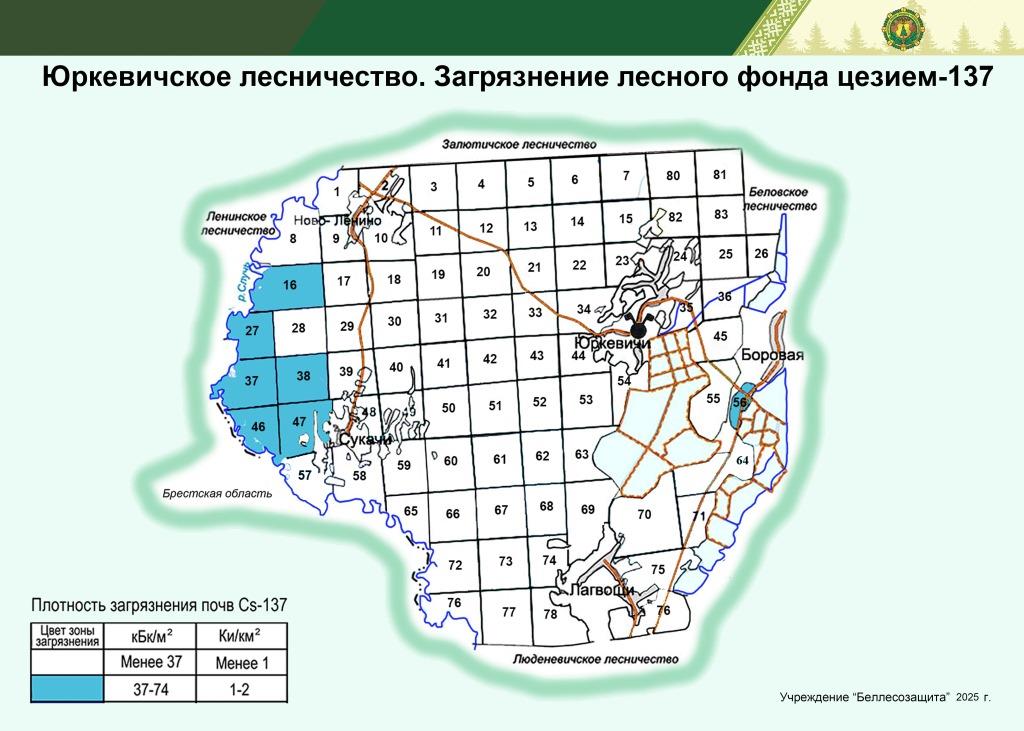 Юркевичское лесничество А3 25